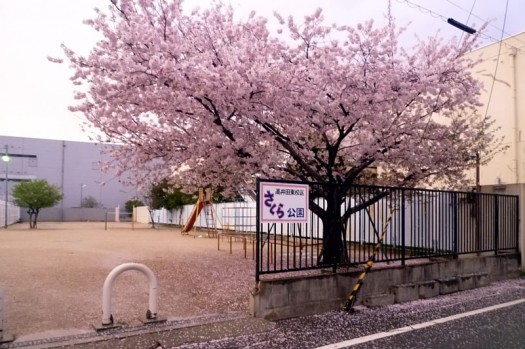 桜色に染まった桜公園