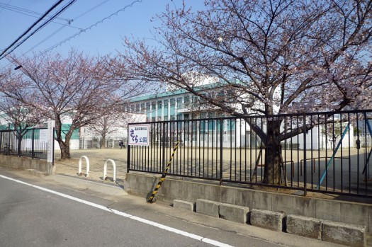 2012年さくら公園の桜-№1