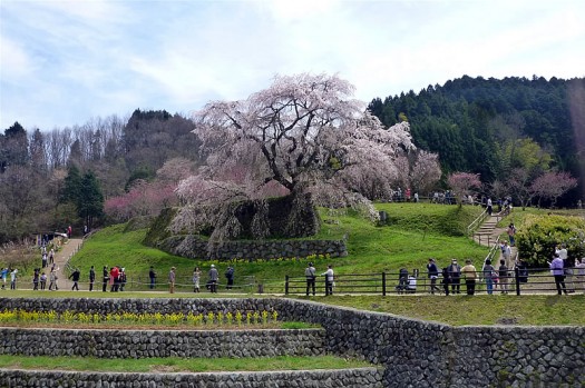 桜見物ショートツーリング