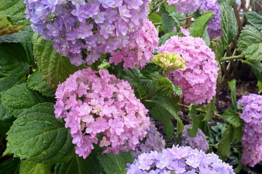 紫陽花で魔除け…？